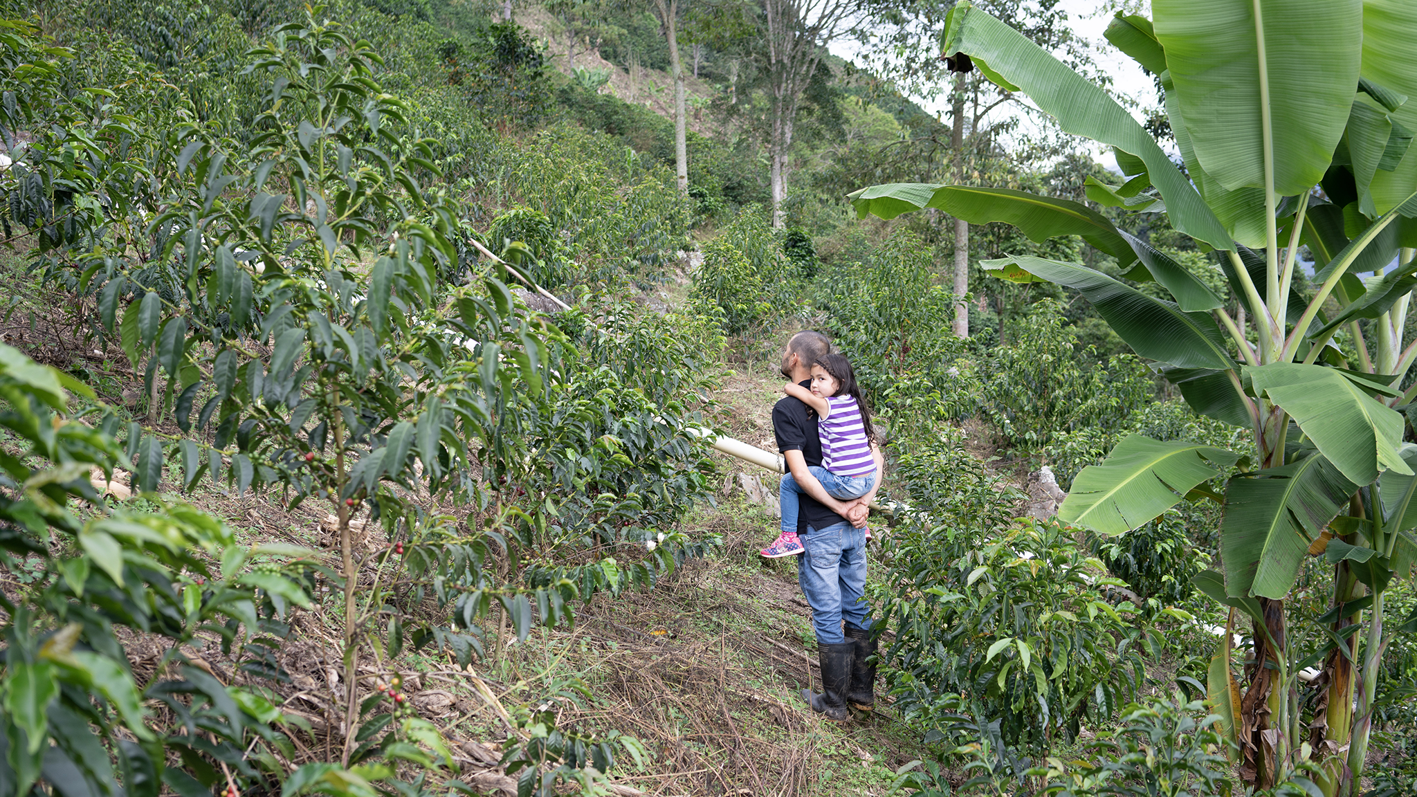 A Sightglass Exclusive: Colombian Gesha