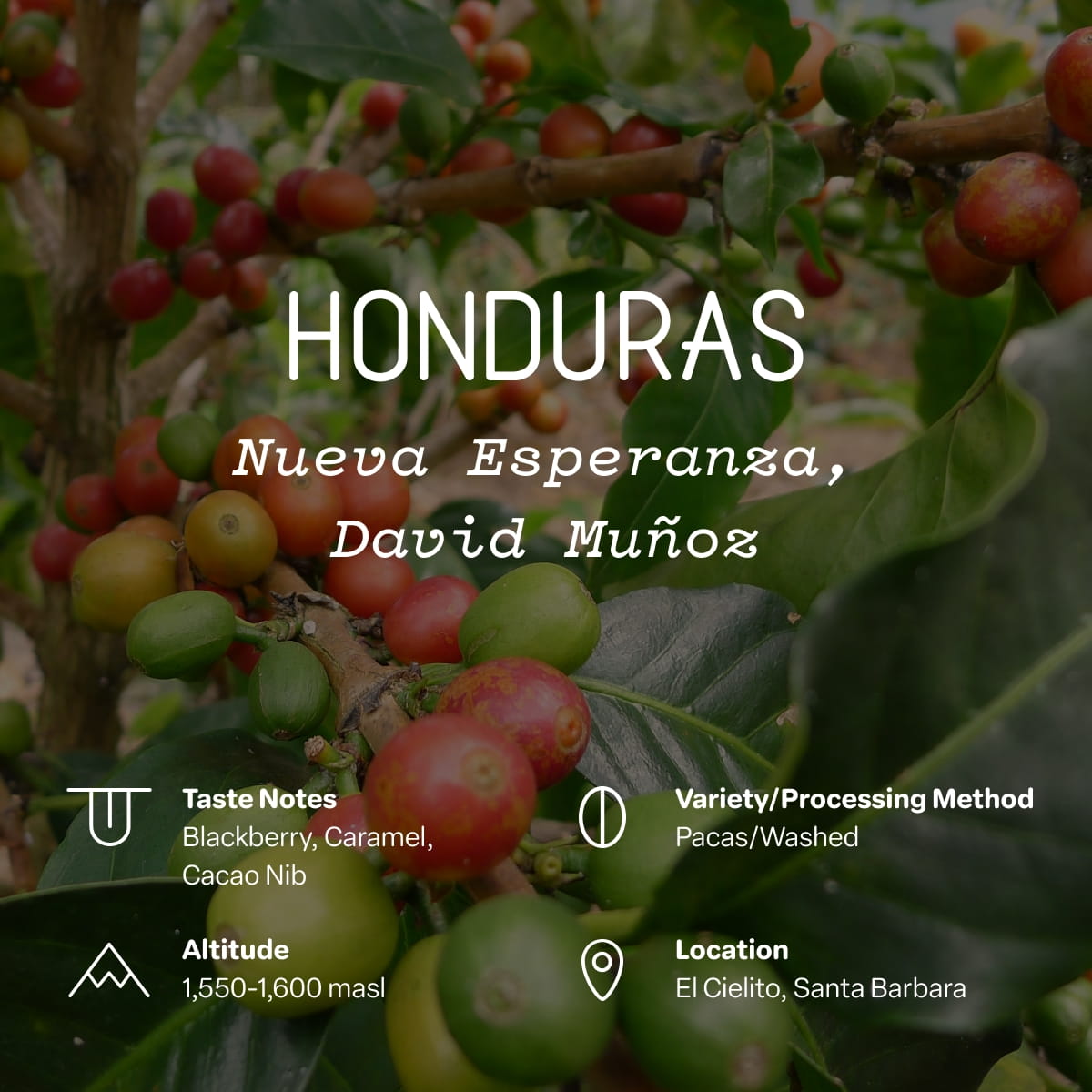 香油★6ピース ★チョコレート/ ベルガモット/ ベビーパウダー★アルコールなし Honduras, Nueva Esperanza, David Munoz Single Origin | Sightglass