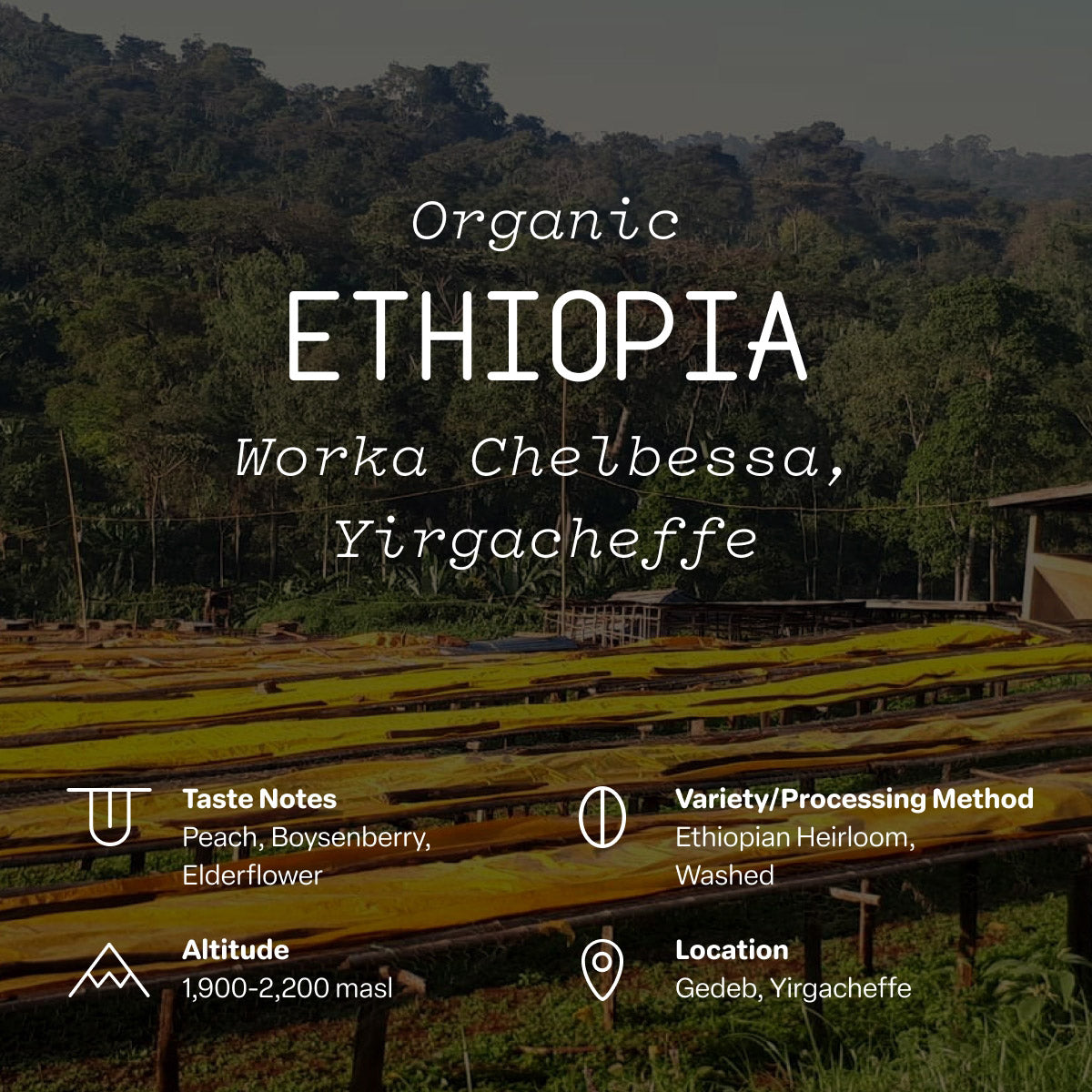 Ethiopia, Worka Chelbessa Organic Single Origin | Sightglass Coffee