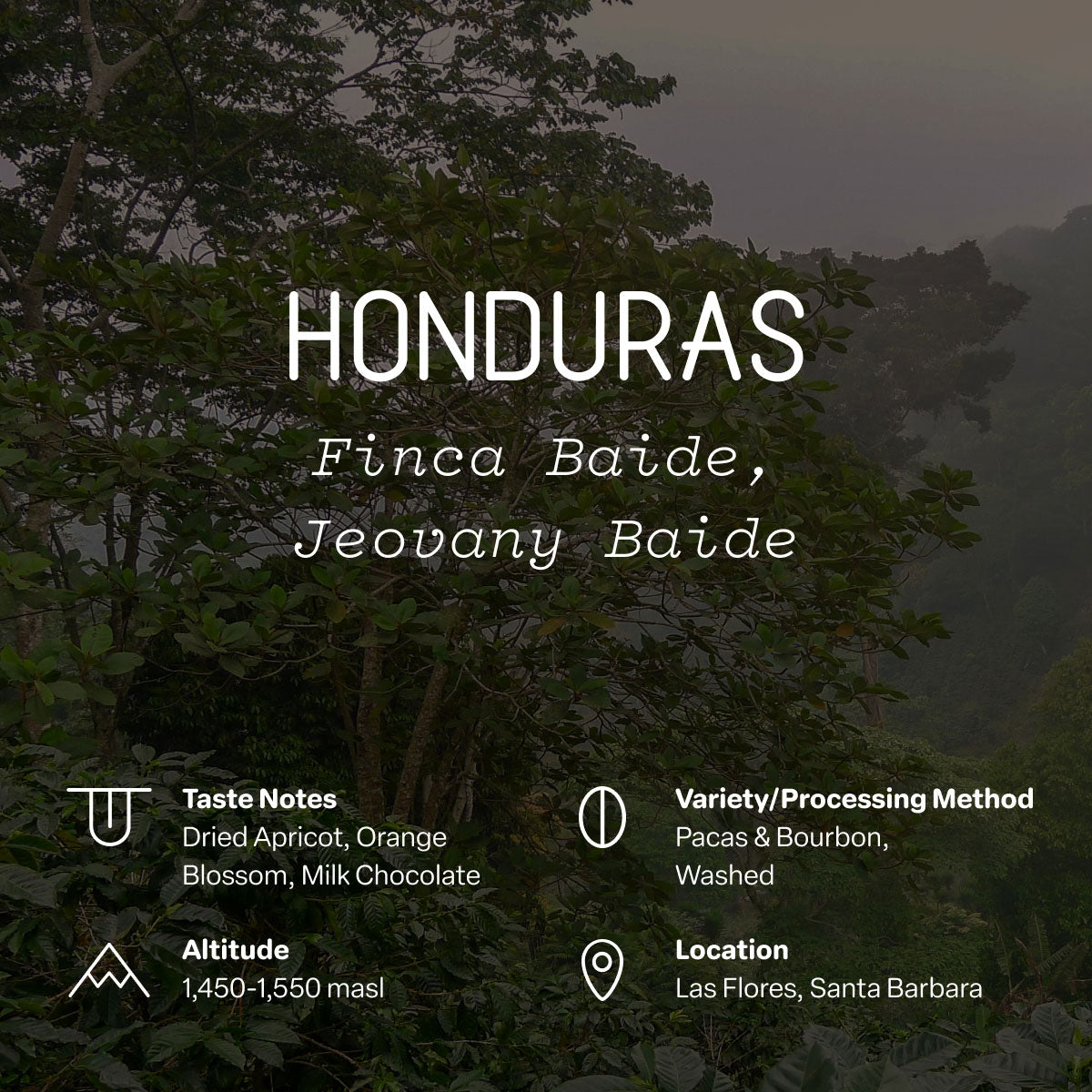 スペイン語版 Eye of Ophidia / ES_1HP000-2-RF Honduras, Finca Baide, Jeovany Baide – Sightglass Coffee