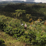 Guatemala, Finca San Lorenzo, Luis Valdés III