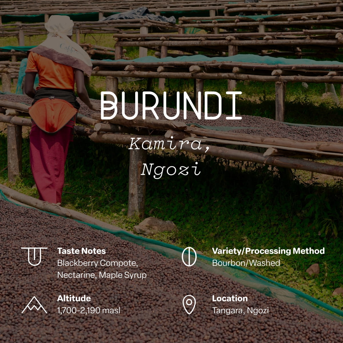 Burundi, Kamira, Ngozi Single Origin | Sightglass Coffee