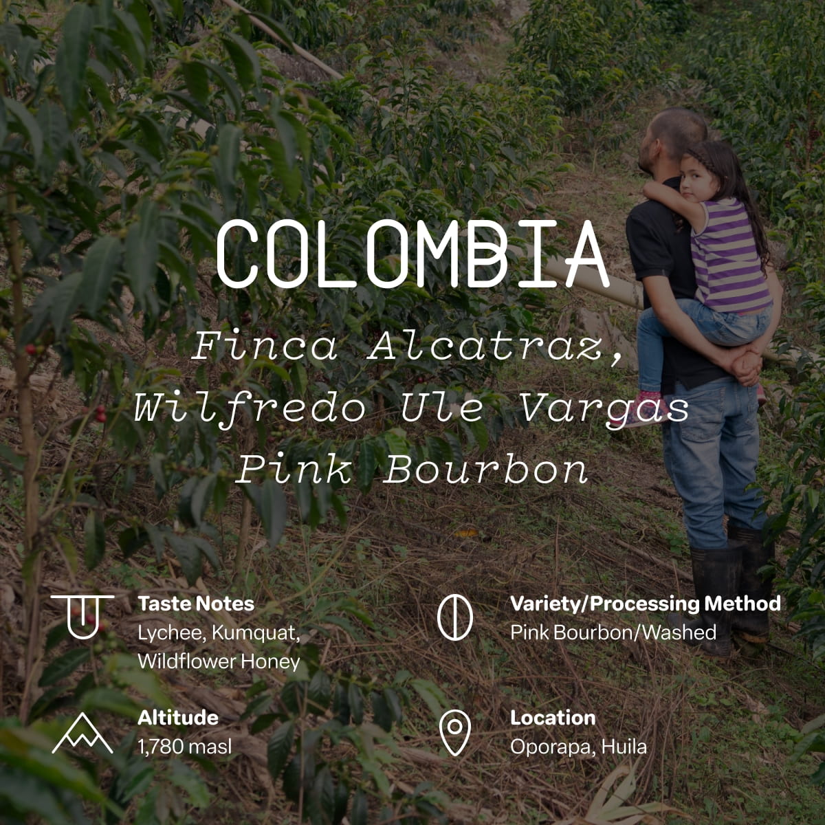Colombia, Finca Alcatraz, 100% Pink Bourbon Natural | Sightglass