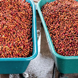 Costa Rica, Aquiares Estate Red Honey, Diego Robelo