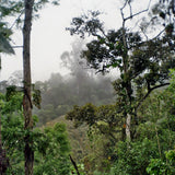 Costa Rica, Aquiares Estate Red Honey, Diego Robelo