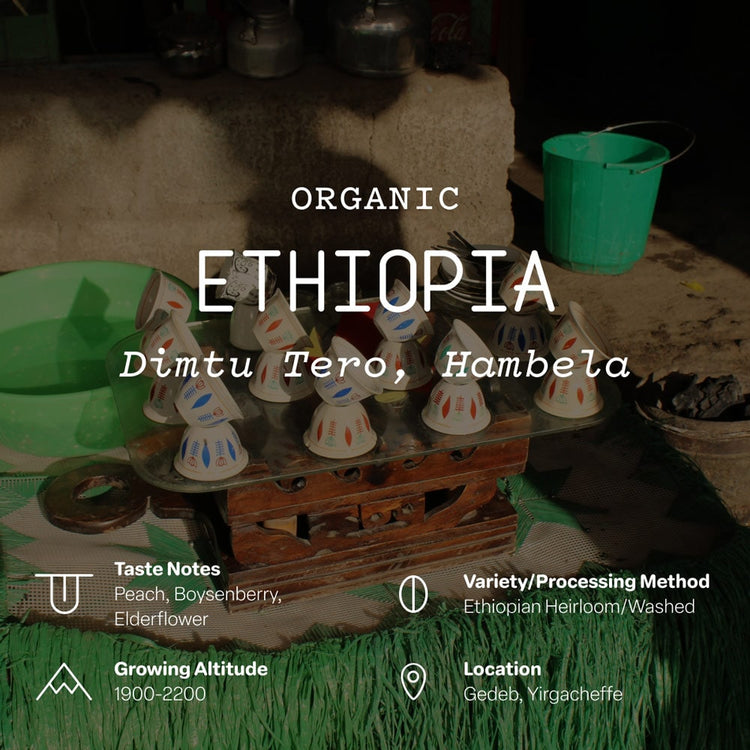 Organic, Ethiopia, Dimtu Tero, Hambela