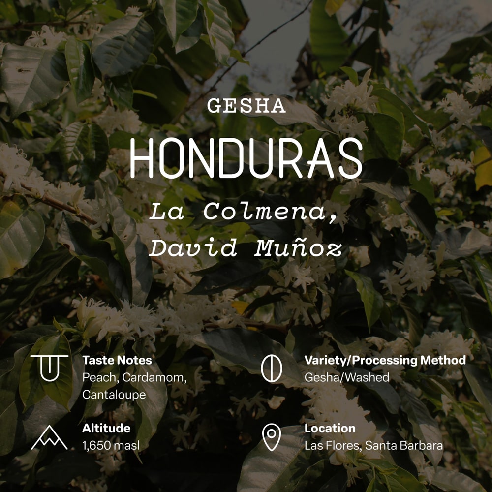 Honduras, La Colmena, David Muñoz Gesha Coffee | Sightglass Coffee
