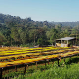 Ethiopia, Worka Chelbessa, Yirgacheffe, Organic