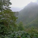 Honduras, Finca Baide, Jeovany Baide