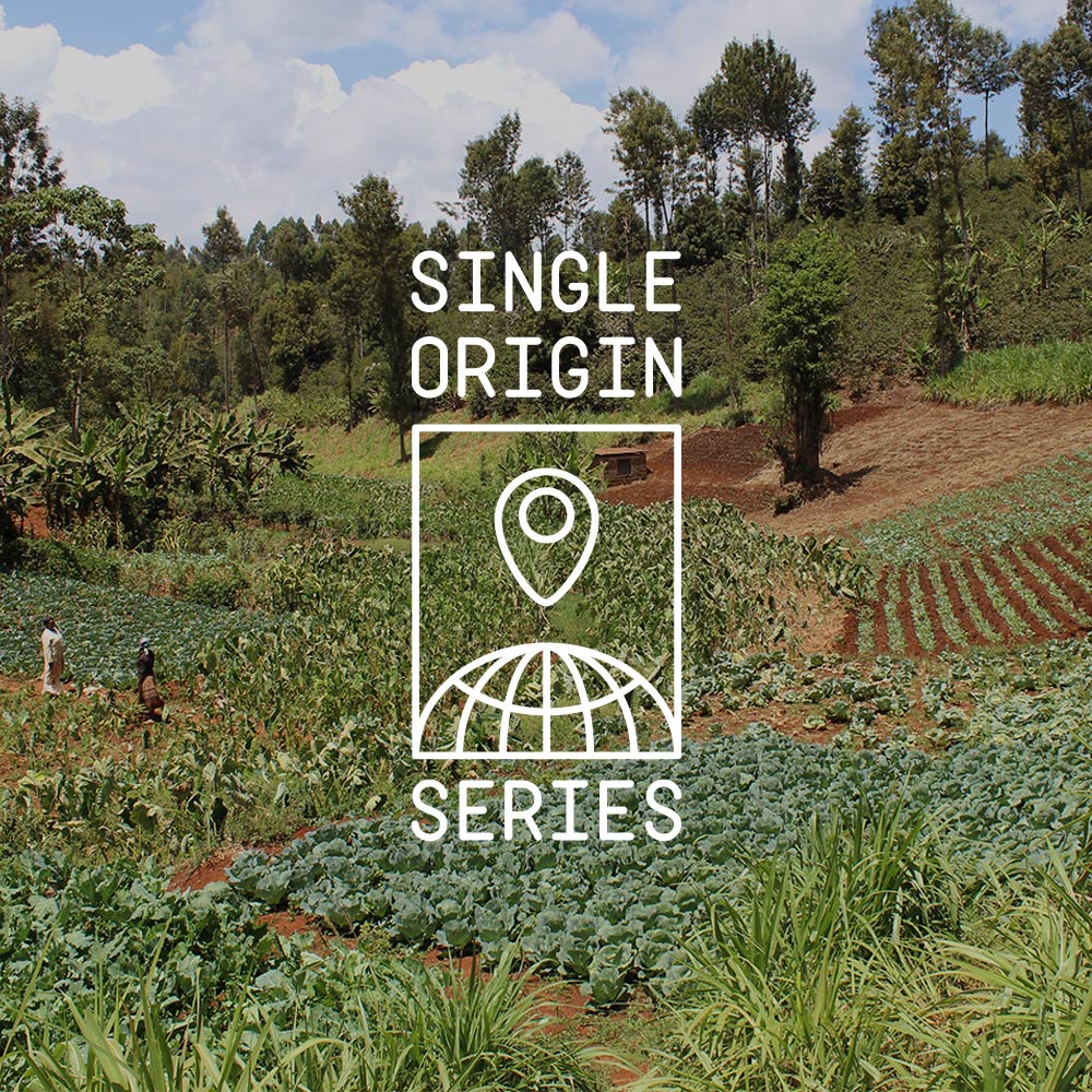 Honduras, La Colmena, David Muñoz Gesha Coffee | Sightglass Coffee